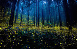 lotusgurl:  culturenlifestyle:  Gold Fireflies Dance Through Japanese Enchanted Forest in the Summer of 2016 An array of photographers captured these stunning images of gold fireflies during Japan’s rainy season in June and July. A dazzling long-exposure