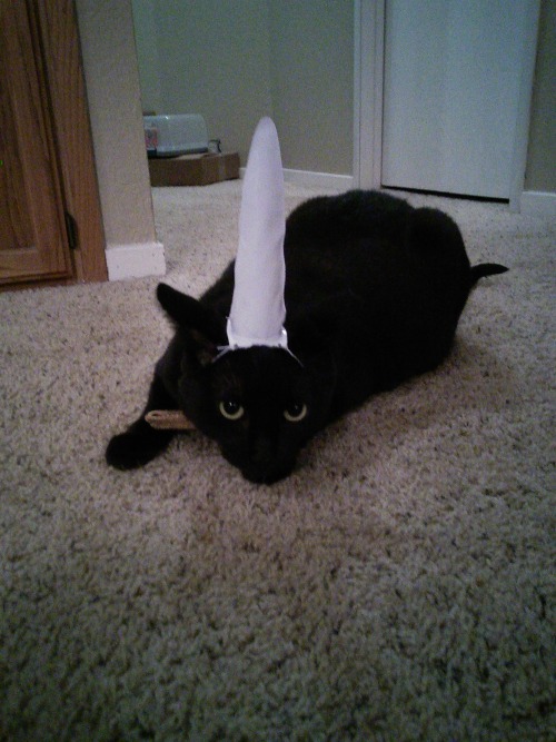 my girl Hagrid did not enjoy her inflatable unicorn horn Christmas present. I however, enjoyed it ve