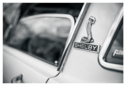 wellisnthatnice:  Shelby by Wil Wardle on Flickr.