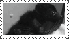 little bat :-)