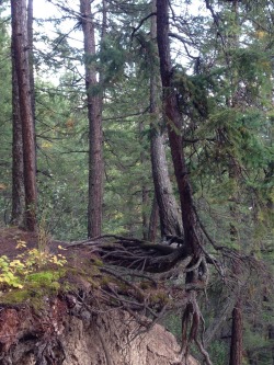 happy-sticker-king:  sixpenceee:  This tree is barely holding on after the cliff eroded away.   me and life 