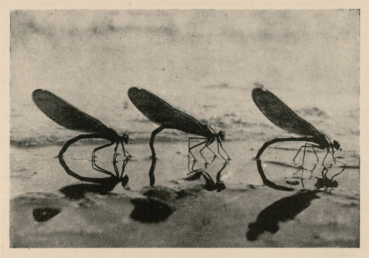 bookoffixedstars:
“ Banded demoiselles laying eggs on a floating island of aquatic vegetation. Photo by Władysław Strojny (1923 - 1992).
source
”