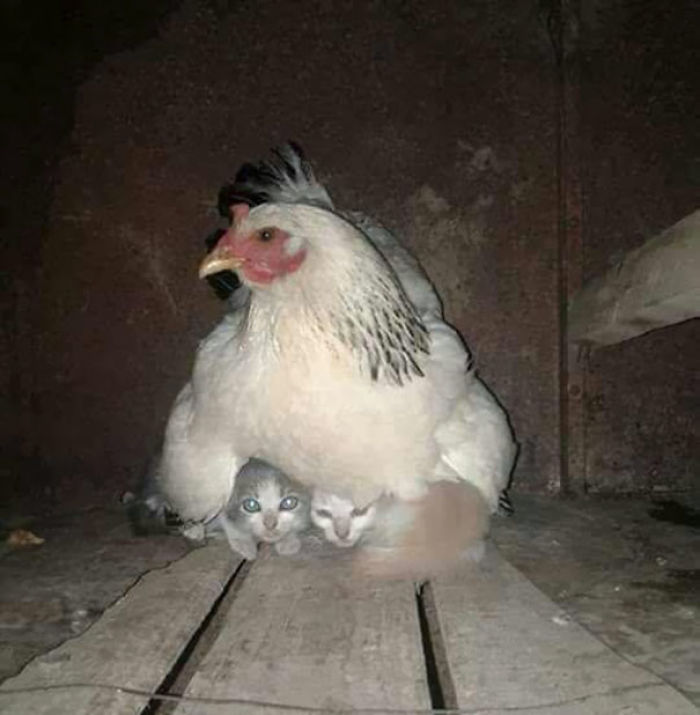 impossiblejellyfishfart: cryoverkiltmilk:  catsbeaversandducks:  Mama Hens And Their