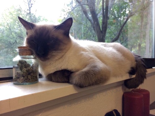 the-addiction-of-you:  my girlfriends cat fell asleep on my jar of weed