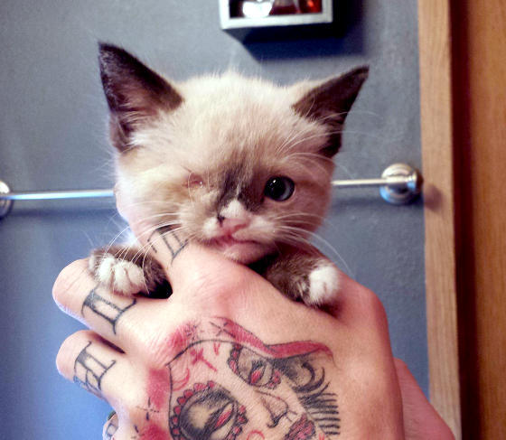 ewok-gia:  Meet Sir Stuffington, an one eyed kitty who survived a raccoon attack