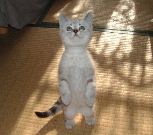 shinjihi: 二足歩行を始めた奇妙な生物wwwwww
