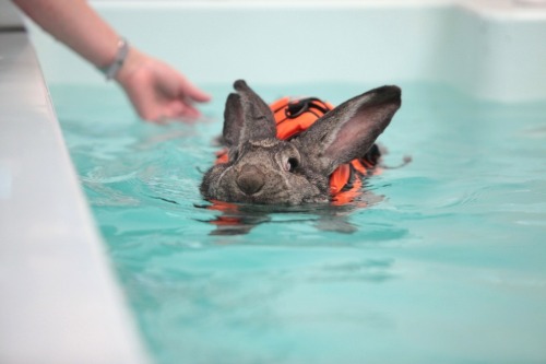 little-veganite:  mayoroffuckstickjunction:  thecuteoftheday:  Heidi the rabbit! Heidi has arthritis in her knees and hips so to help with the pain, she swims a few times a week! Sometimes she wears a scrunchie on her ears so that they don’t get wet!