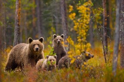 Hicks In The Sticks (Grizzly Sow With Her Cubs)