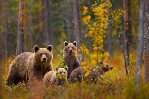 XXX Hicks in the sticks (Grizzly sow with her photo