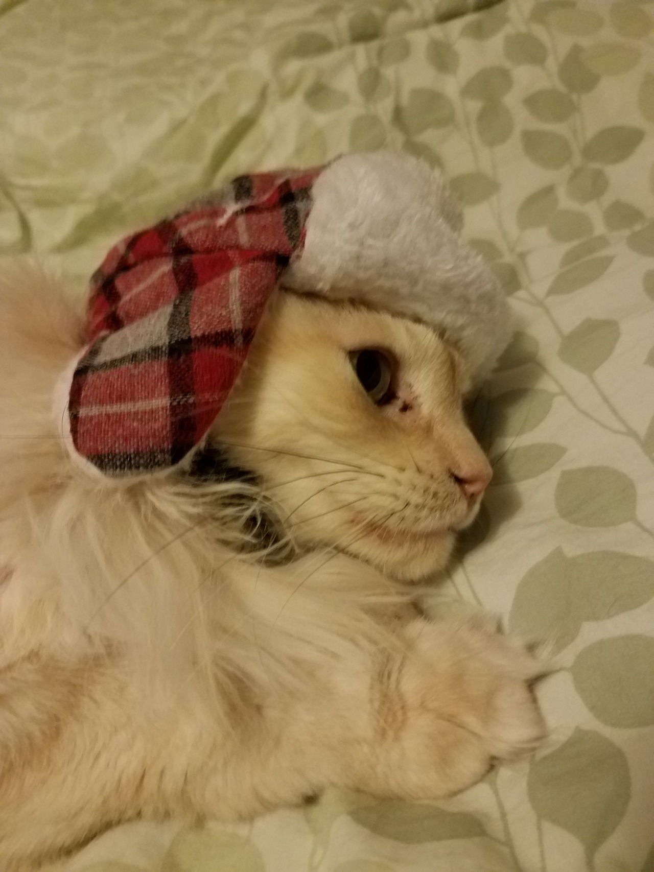 unflatteringcatselfies:  Feyd just gave up on moving. Galifrey, pretty pretty princess