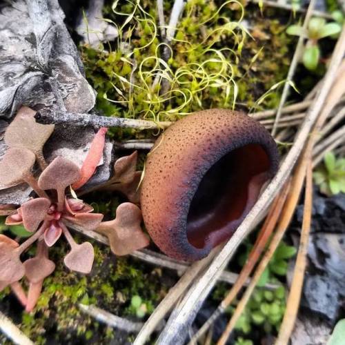 The cup fungi were popping up today. Morels are undoubtedly to follow soon! #hiking #nature #northwe