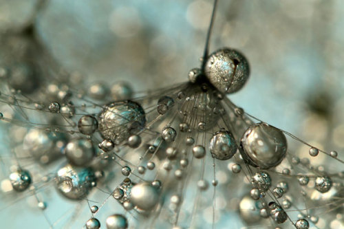 Porn Pics odditiesoflife:  Dew-Soaked Dandelions Anything