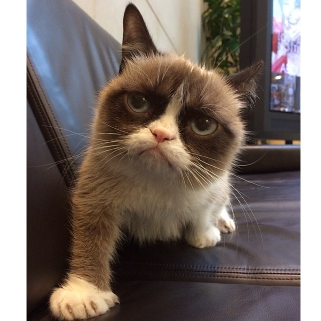 #GrumpyCat I'm watching you!