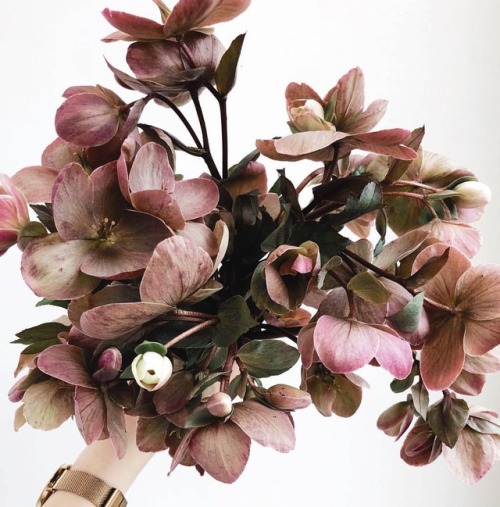 The only thing better than a hellebore is lots of hellebores. ✨#winnipeg #florist #ywg #weddings #we