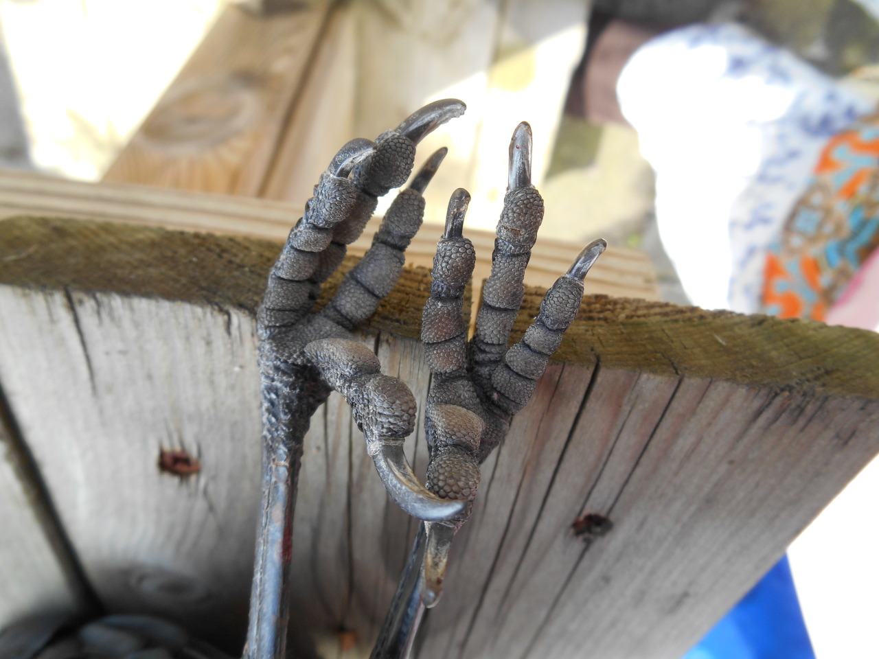artofmaquenda:  There were some people interested in more views of the jackdaw legs,