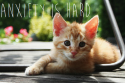 penicillium-pusher: Anxious kittens know and understand what you’re going through, and they’re here to say it will be ok in the end &lt;3 