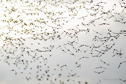 smallest-feeblest-boggart:wenbochenphoto:Bats leaving their cave at dusk, millions of them. (Thailan