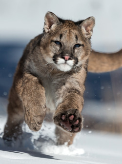 anythingfeline:  Young mountain lion playing in the snow (by Christopher JOBIC) 