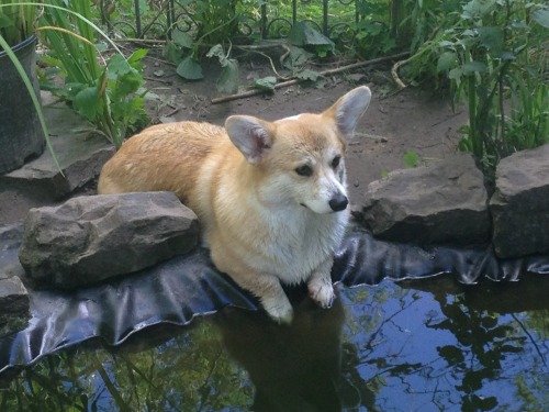 scampthecorgi: Soakin his nails… in the fishpond?