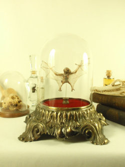 teratol-orgy:  Mummified Fetal Bat Under Glass Dome on Ornate Metal Base 趭.95 https://www.etsy.com/listing/181737145/preserved-mummified-fetal-bat-under?ref=shop_home_active_5 