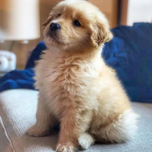 only-cute-animals:Tuco! A golden retriever puppy, from ArizonaTag someone with a golden! #CuteAnimal