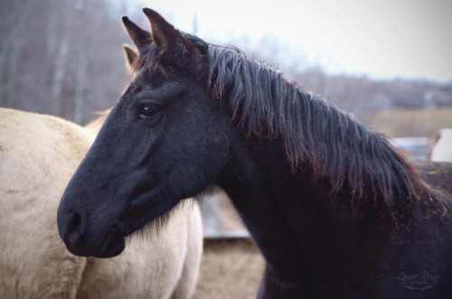 A little mare named Wish.