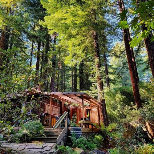 utwo: Cabin  Redwoods Occidental, California© suzacruuz