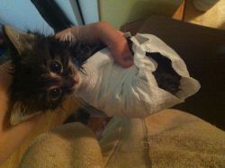 awwww-cute:  A wet handful of kitten after he jumped in the shower with me 