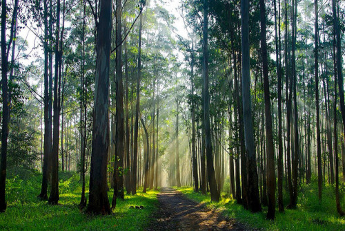 Wayanad Forest, Kerala by MB Nambiar on Flickr.