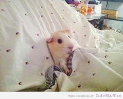 cute-overload:  Guinea Pig Tucked Inhttp://cute-overload.tumblr.com