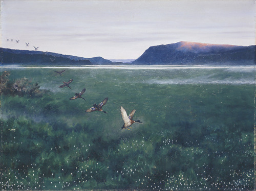 theodor-kittelsen: The 12 wild ducks 12 villender, 1897, Theodor Severin Kittelsen