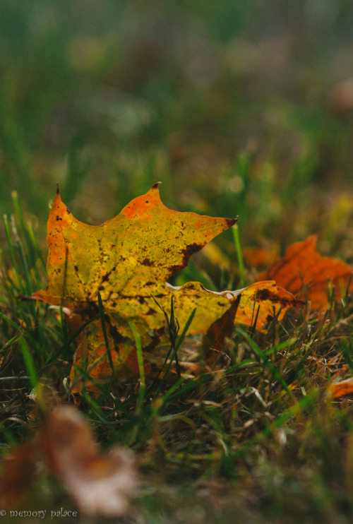 ~autumn In Long Island~