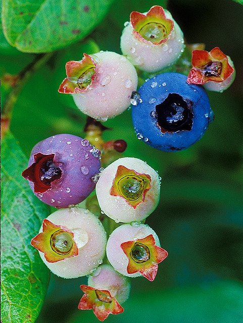 jackassgardener:blooms-and-shrooms:Highbush Blueberry (Vaccinium corymbosum) by ER Post on Flickr.My