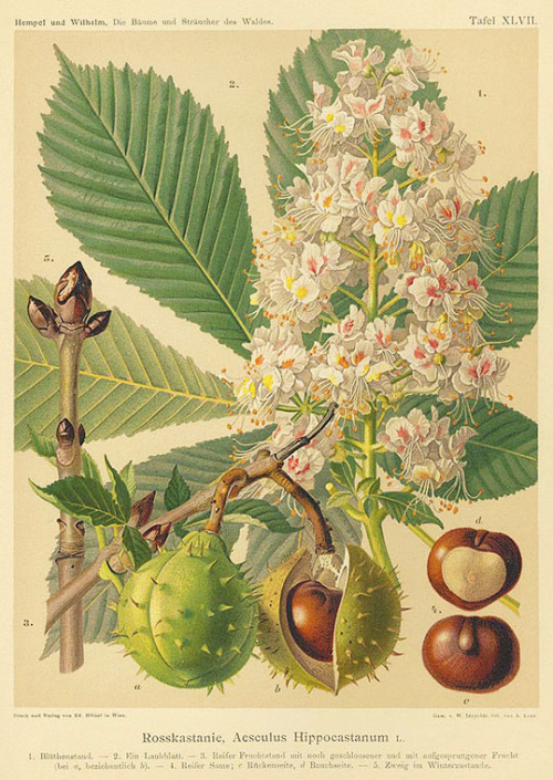 Wenzel Liepoldt, Chestnut - Rosskastanie, 1890. Chromolithography based on his watercolor drawings. 