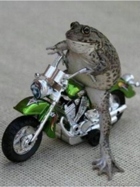 weird frog next to a weird frog with a motorbike