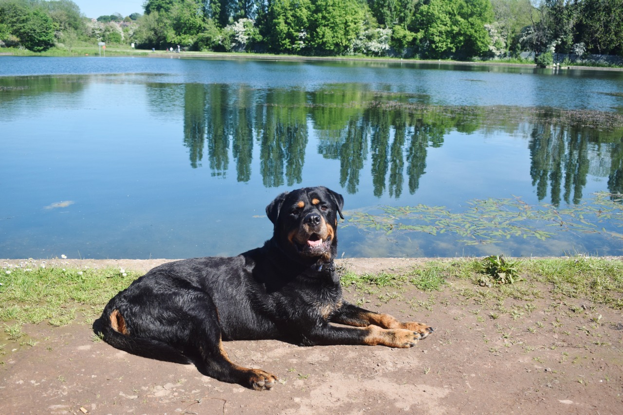 a hot day at the lake