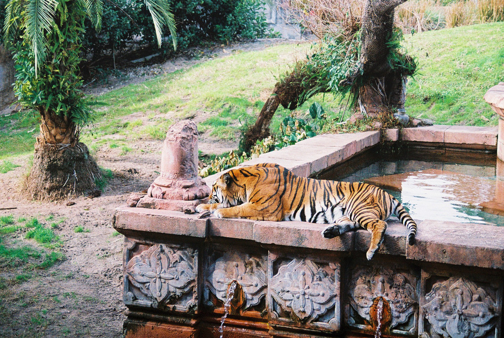 scaena:  Tiger Tiger (by NormanJWright) 