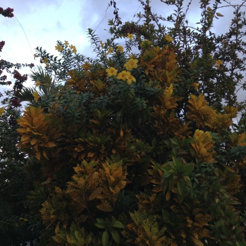 helllnope:  plants are so beautiful and cool 