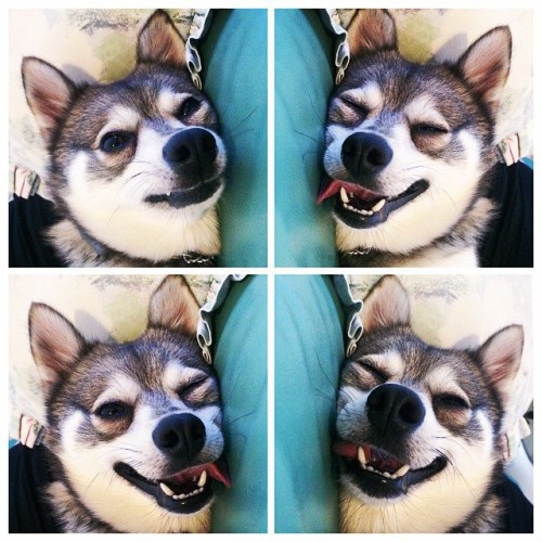 The Adventures of Kobi the Klee Kai