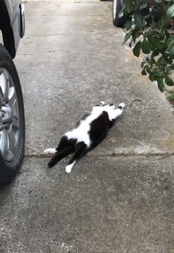 fuckyeahfelines: She has no shame. She does this where the neighbors and passing cars can see.  From my side blog, @them-three-cats (submitted by  trezg) 