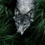 silver-anon-ninja