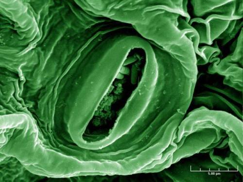 _E. coli _happens!Here we have an electron microscope image of a head of lettuce. But that&rsquo;s n