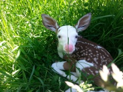 ewok-gia:  piebald doe 