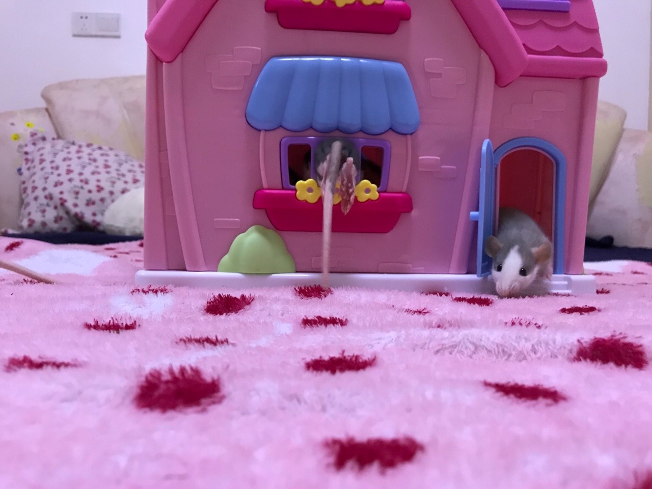 icouldwritebooks: Baby rats playing in a dollhouse.  I put the dollhouse on the bed,