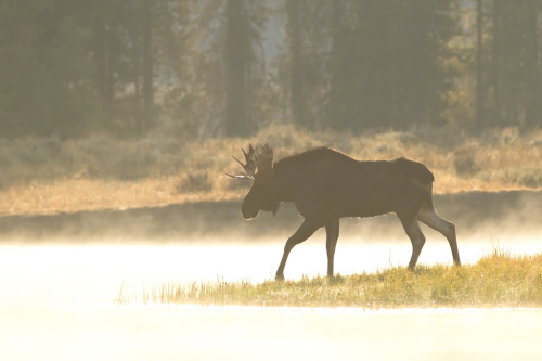 Moose Crossing Photo by Daniel D'Auria