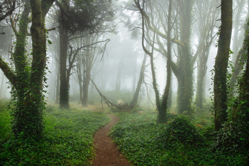 te5seract:Commended - Landscape Photographer of the Year 2018 Sintra Dreams IVCathedral of the 