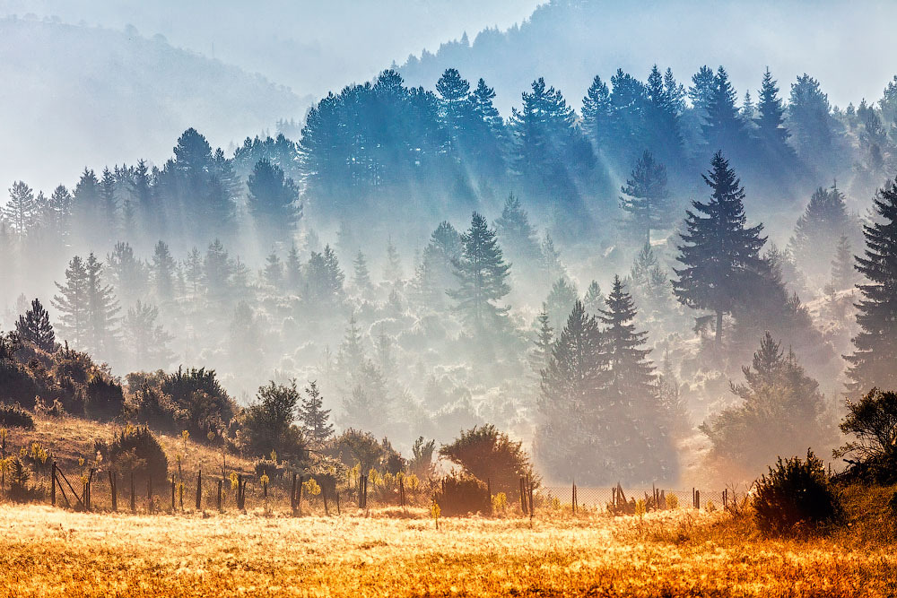 A Nature Blog