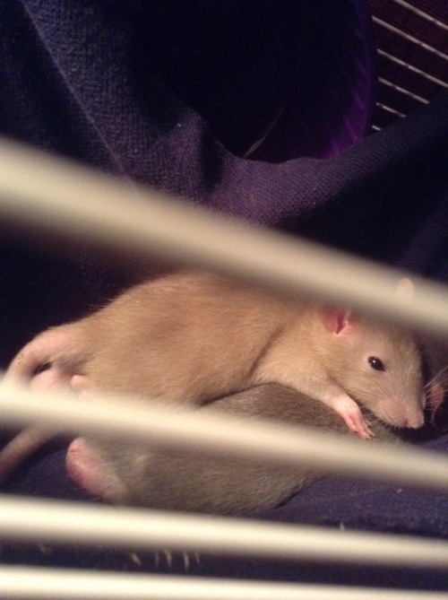 fuckinfrenchiie:  Moose and Squirrel cuddling <3