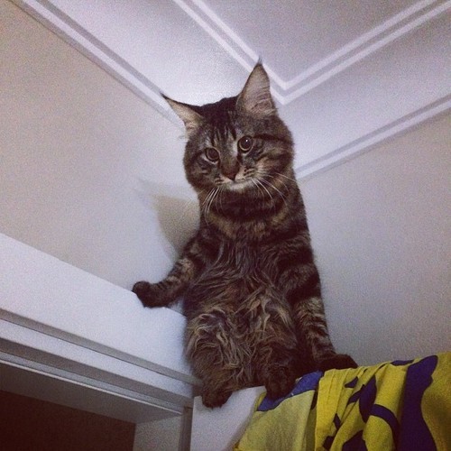 awwww-cute:  &ldquo;Today Imma jump on your head, human&rdquo; 