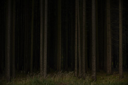 homeintheforest:  Trees by Joerg Marx on